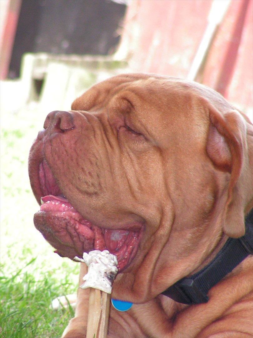 Dogue de bordeaux Arnold Grandis billede 16