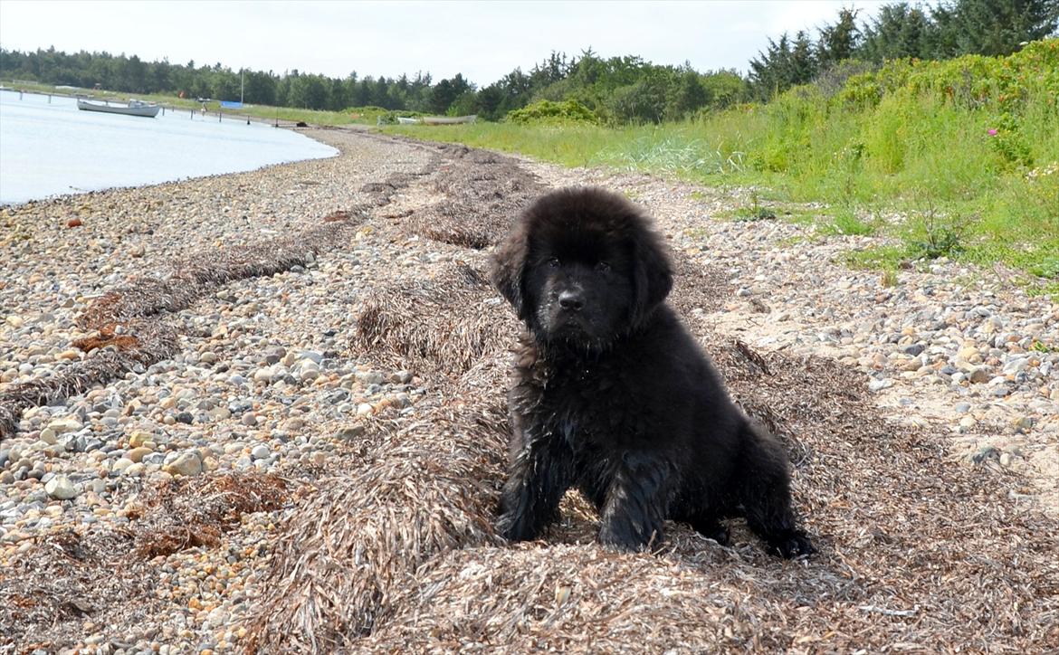 Newfoundlænder Ingrid (Star Qaulity's) billede 1