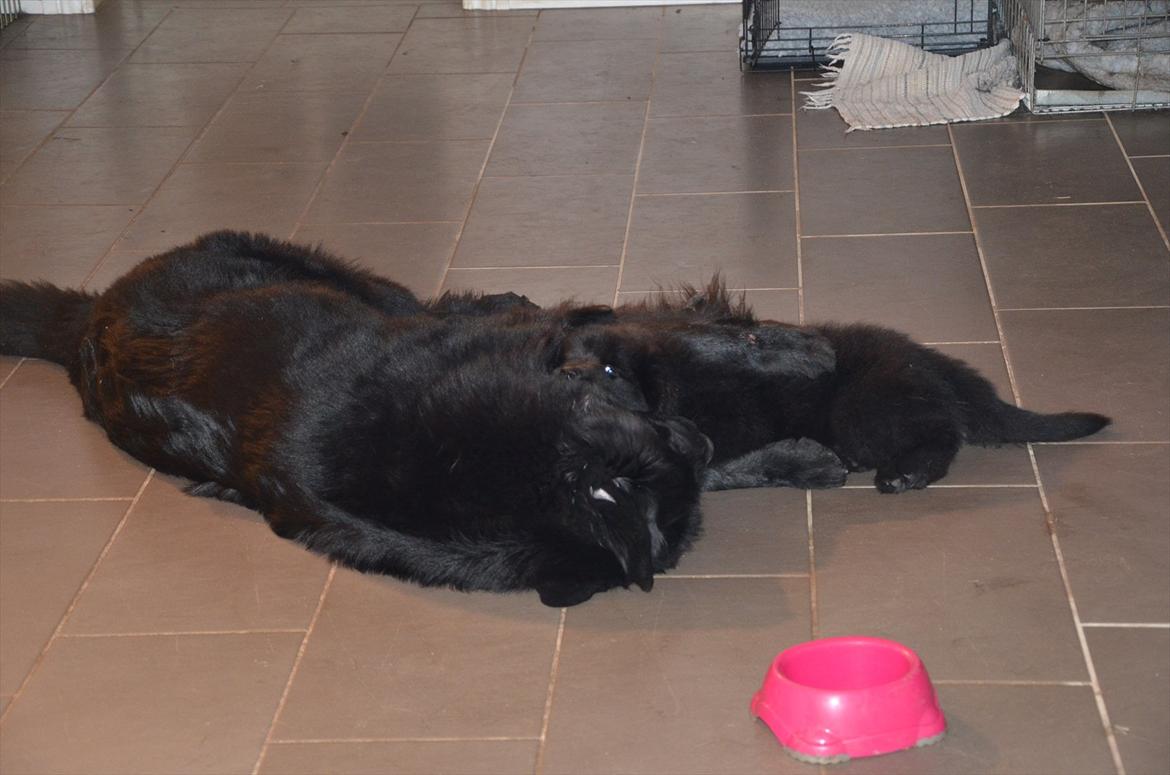 Newfoundlænder Ingrid (Star Qaulity's) billede 2