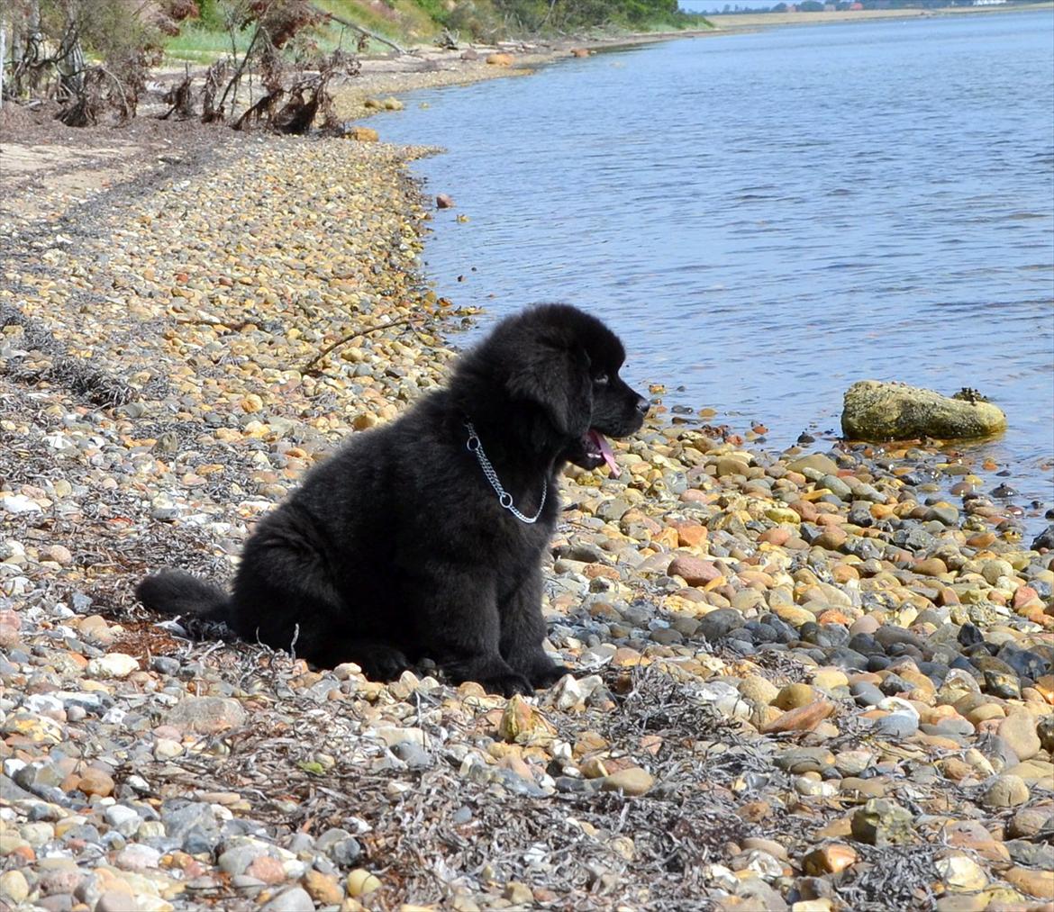 Newfoundlænder Ingrid (Star Qaulity's) billede 3