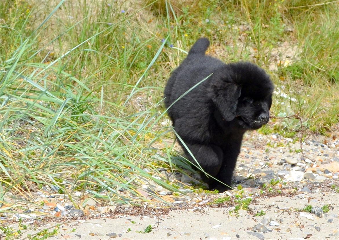 Newfoundlænder Ingrid (Star Qaulity's) billede 4