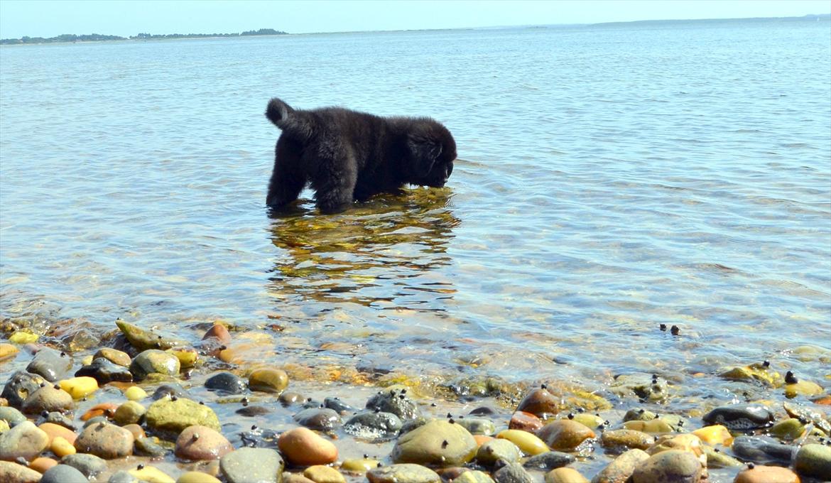 Newfoundlænder Ingrid (Star Qaulity's) billede 5
