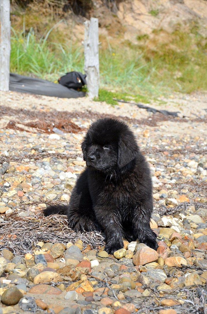 Newfoundlænder Ingrid (Star Qaulity's) billede 6