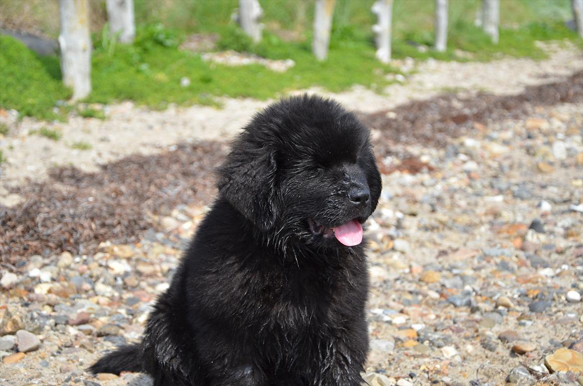 Newfoundlænder Ingrid (Star Qaulity's) billede 7