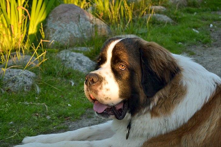 Sankt bernhardshund Newton  billede 1