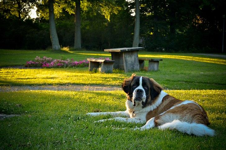 Sankt bernhardshund Newton  billede 2