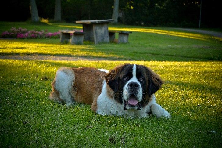 Sankt bernhardshund Newton  billede 3