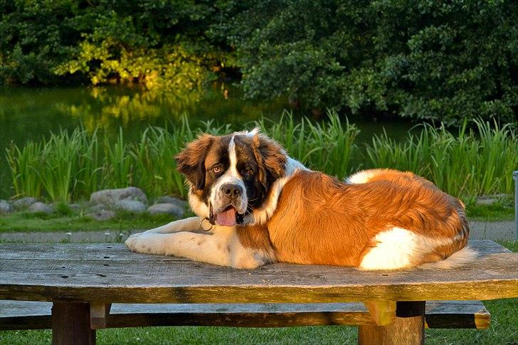 Sankt bernhardshund Newton  billede 4