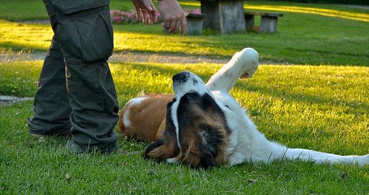 Sankt bernhardshund Newton  billede 5