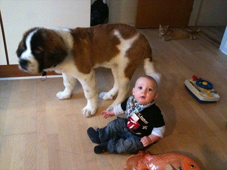 Sankt bernhardshund Newton  billede 6