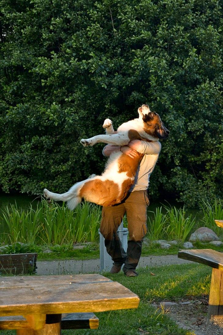 Sankt bernhardshund Newton  billede 7