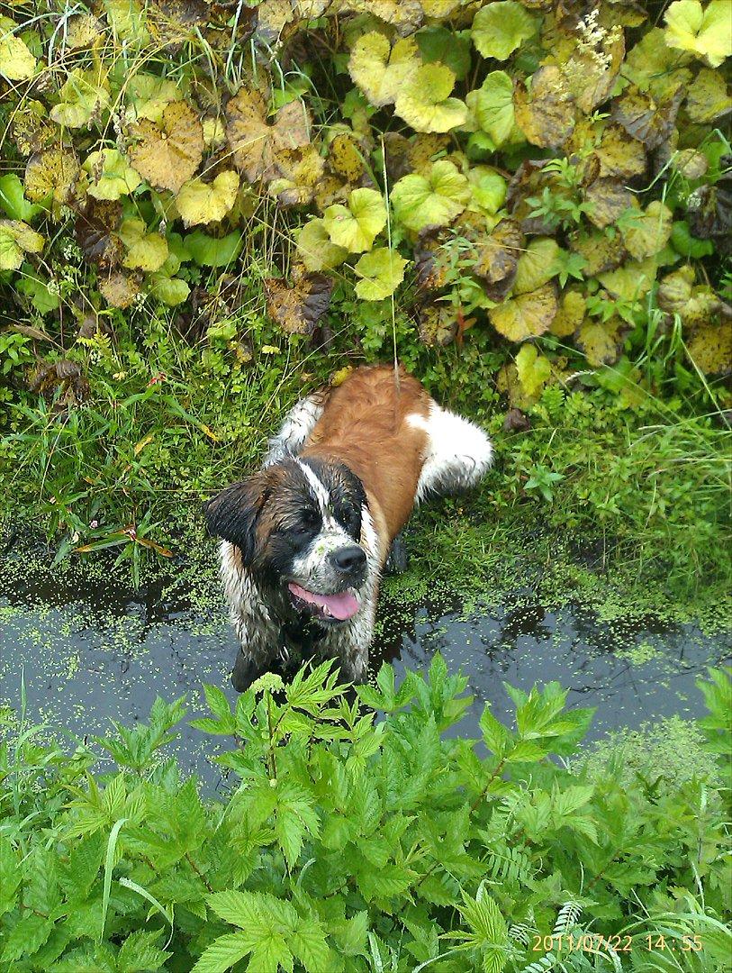 Sankt bernhardshund Newton  billede 8