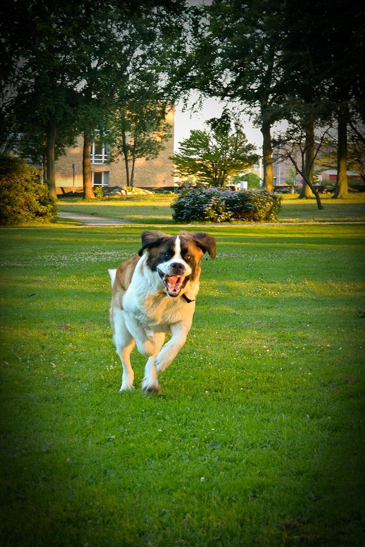 Sankt bernhardshund Newton  billede 9