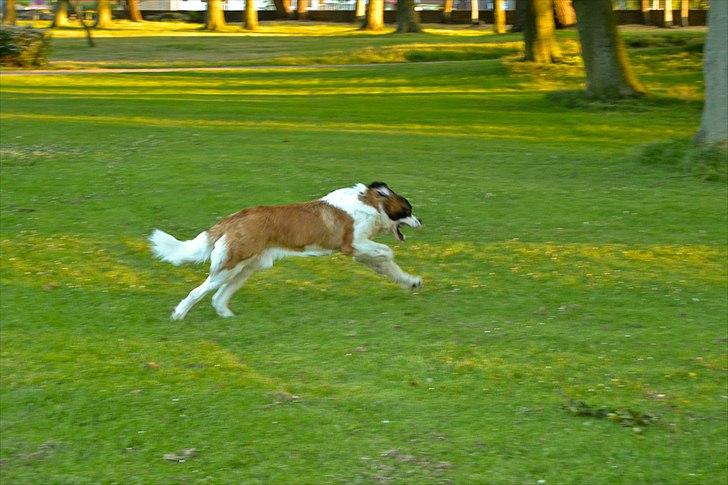 Sankt bernhardshund Newton  billede 10
