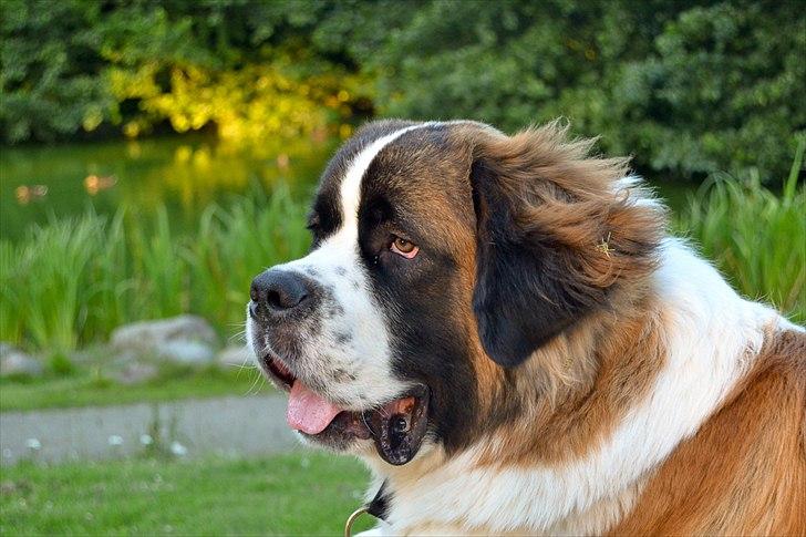 Sankt bernhardshund Newton  billede 11