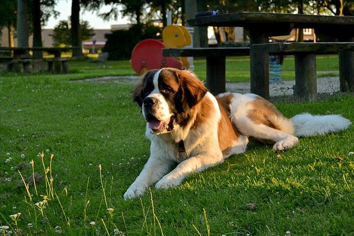 Sankt bernhardshund Newton  billede 12