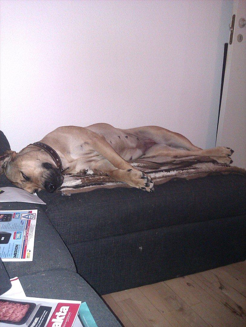 Blanding af racer Kahloua - den puf er altså bare dejlig :b billede 16