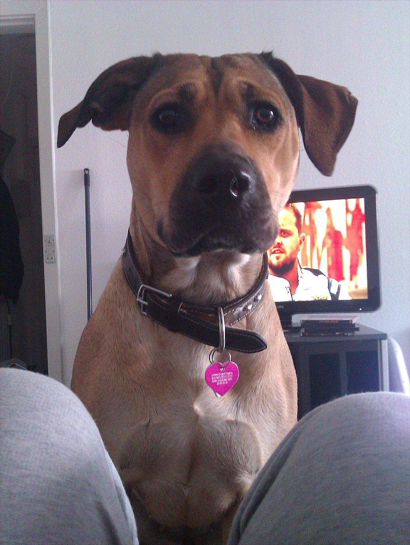 Blanding af racer Kahloua - Hun sidder klar til at give en kæmpe mysser :p og der er altså bare ikke noget at gøre når hun vil mysse sin mor :b <3 billede 18