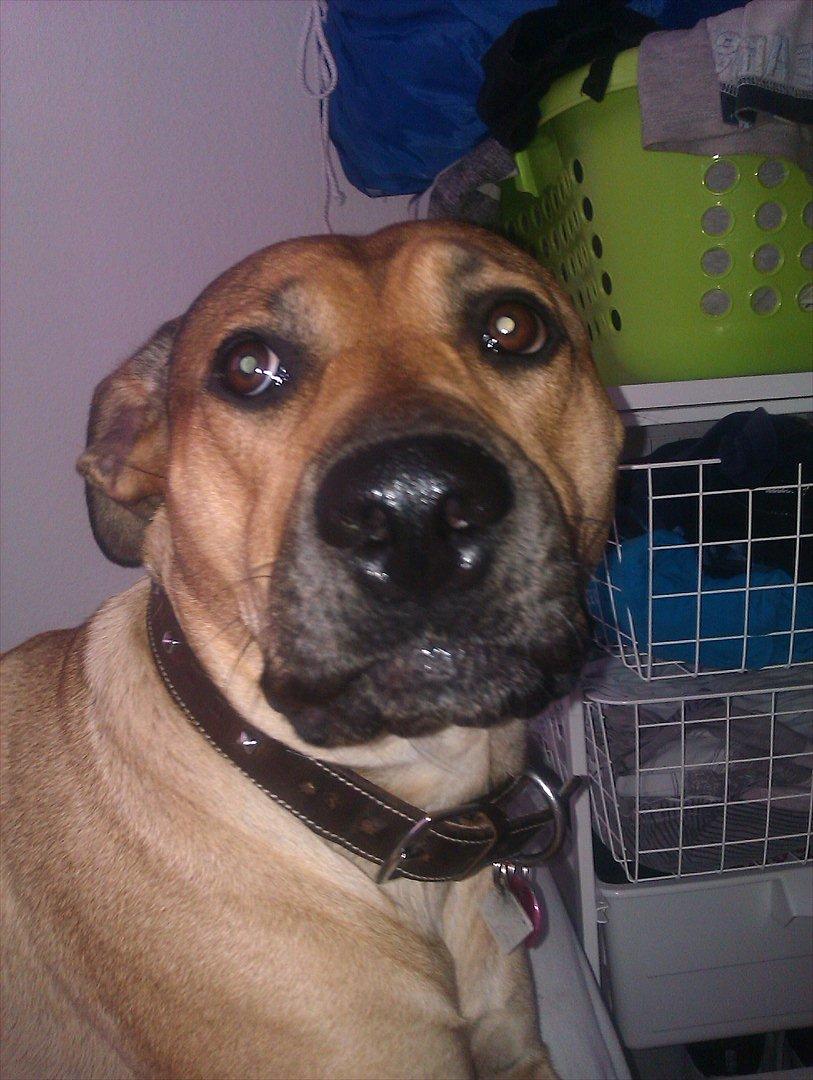 Blanding af racer Kahloua - Det er ondt at tage billeder i mørket med blitz når man sover så man vågner, men mor er da bare ligeglad :D  billede 19