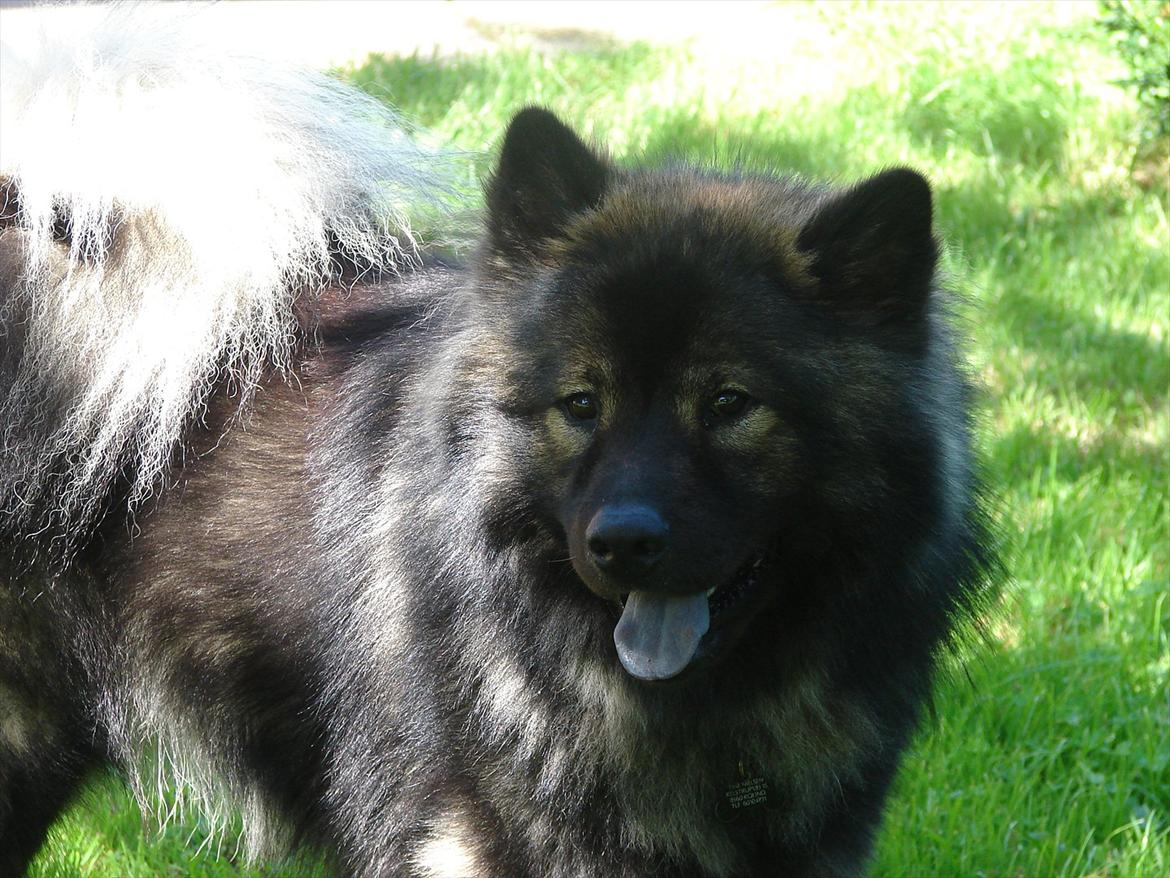 Eurasier Kærlundegård's V-Molo - Smukke Molo i sommersolen i haven 2011 billede 3