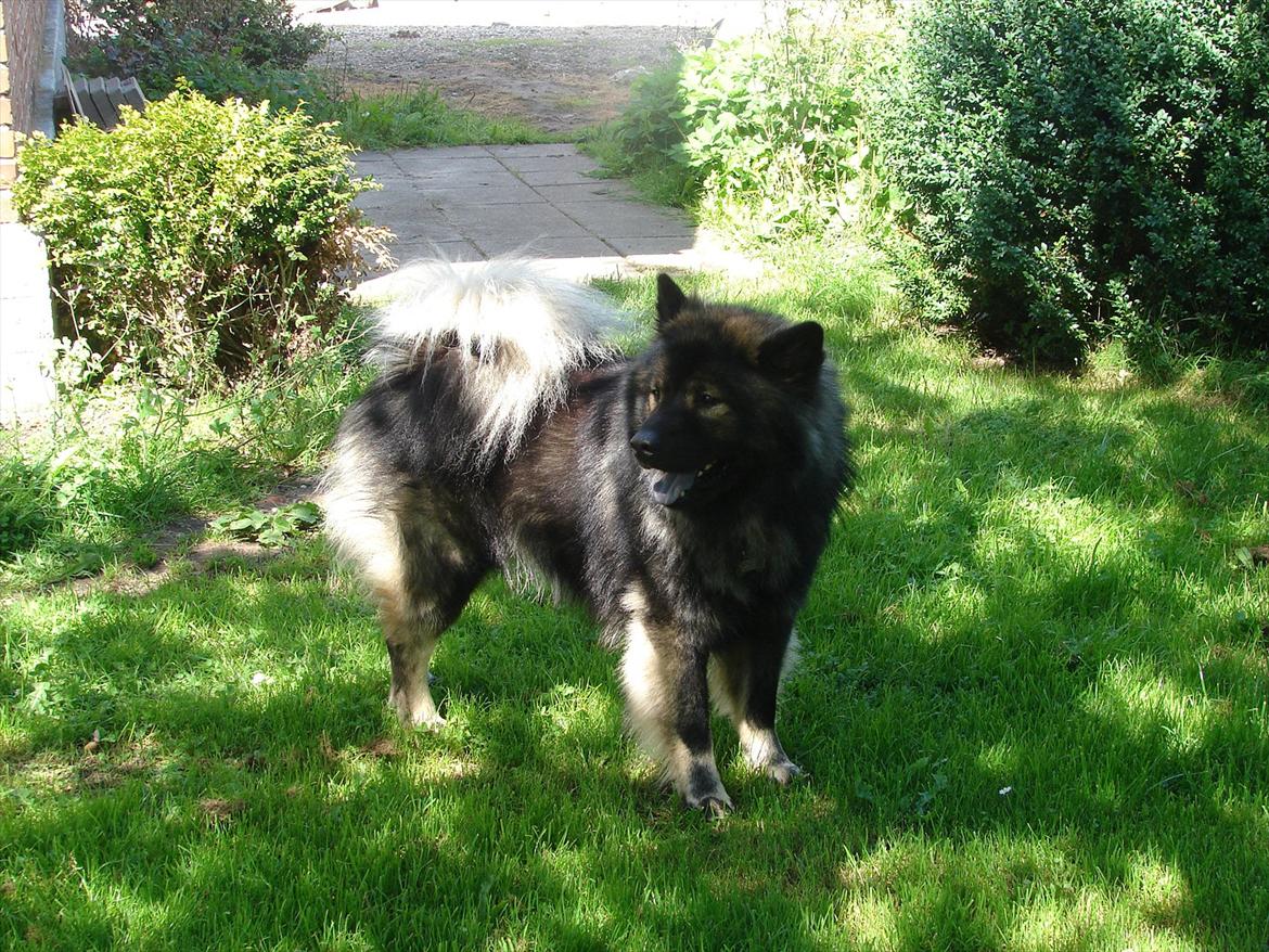 Eurasier Kærlundegård's V-Molo - Molo igen sommer 2011 billede 4