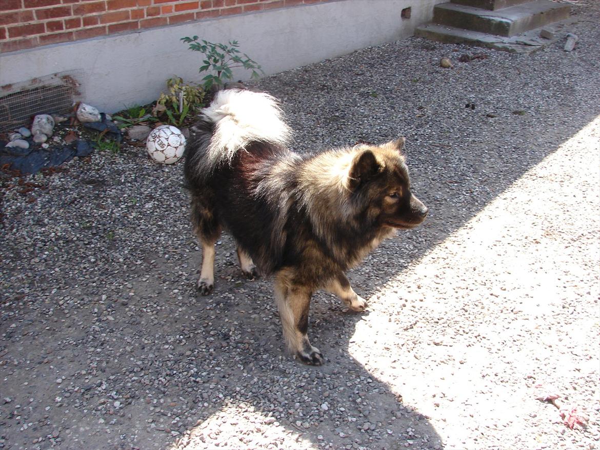 Eurasier Kærlundegård's V-Molo - Molo ude i vores gårdsplads
2011 billede 5