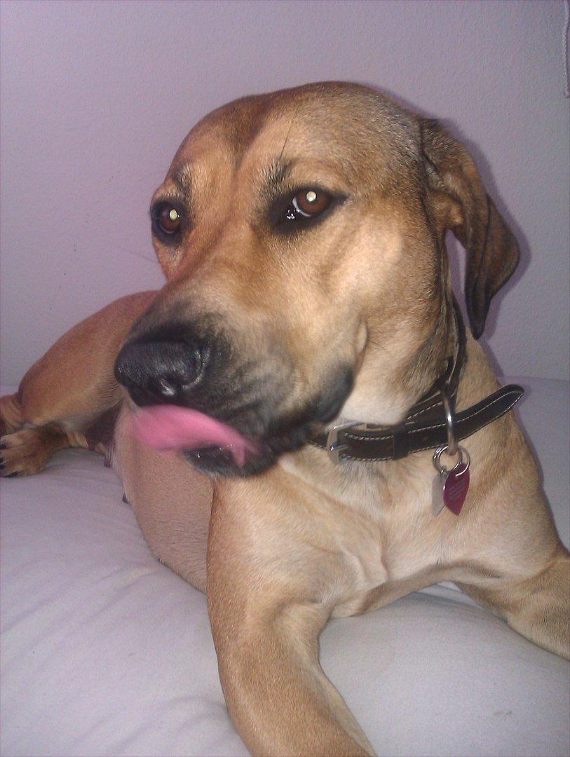 Blanding af racer Kahloua billede 20