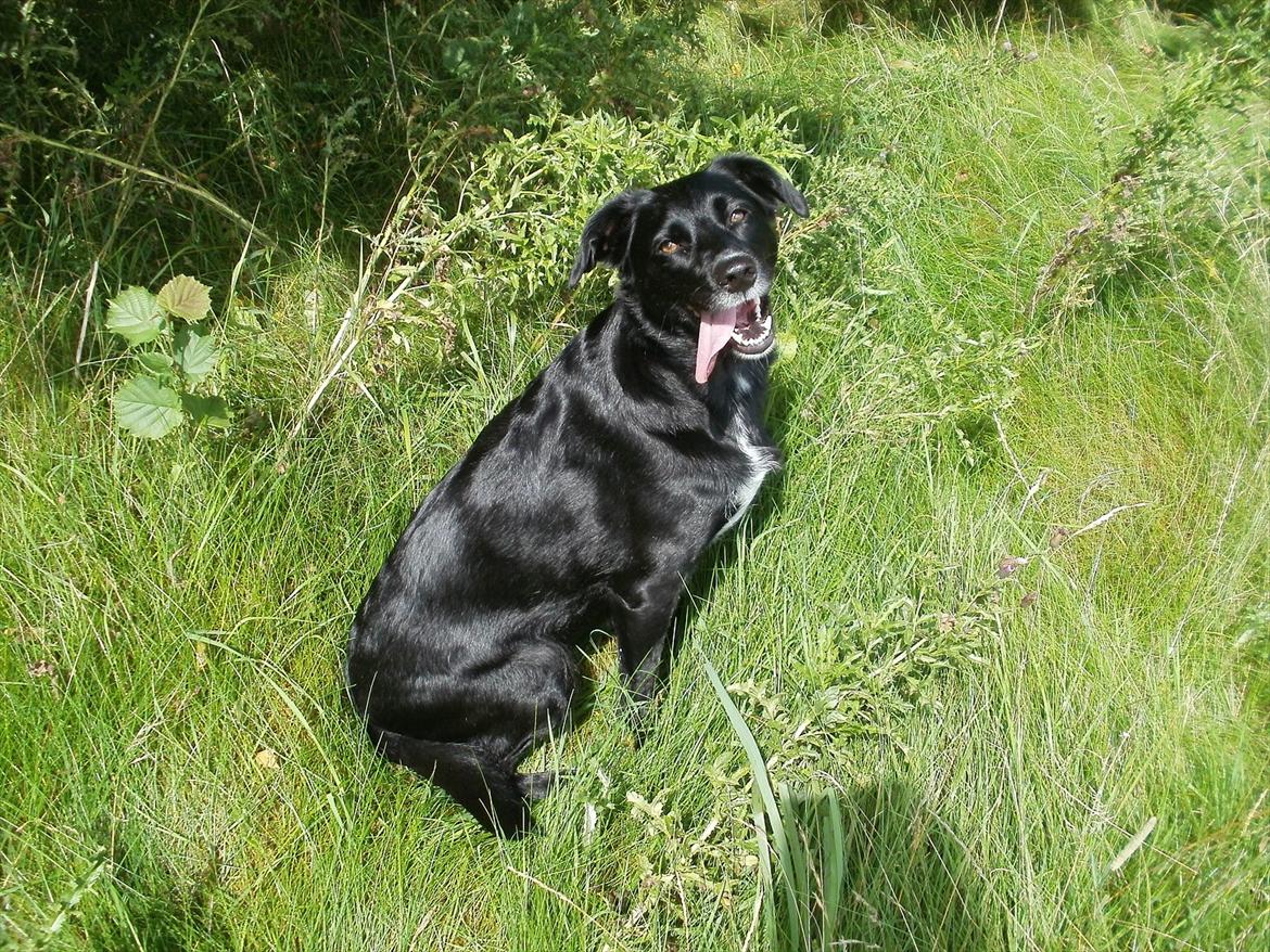 Labrador retriever Malu *-: - Tøsen. :-)) billede 4