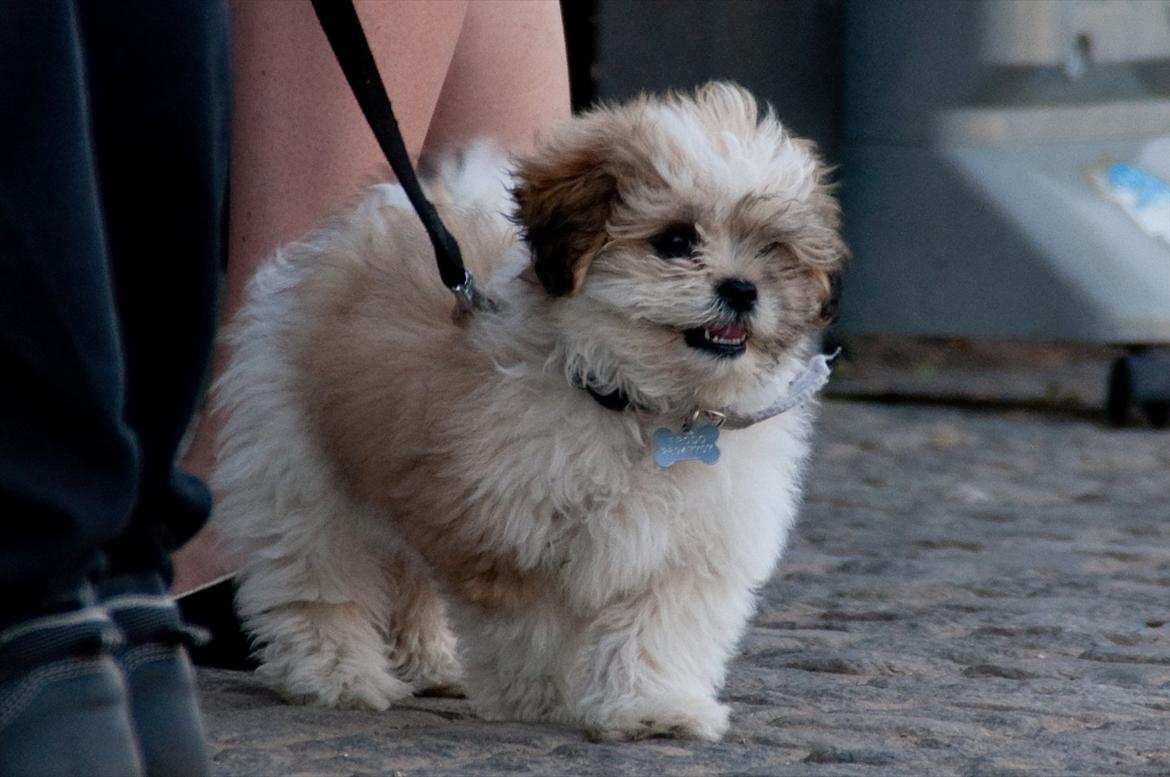 Blanding af racer Frodo - på den første tur rundt om skovsøen i Odense billede 7