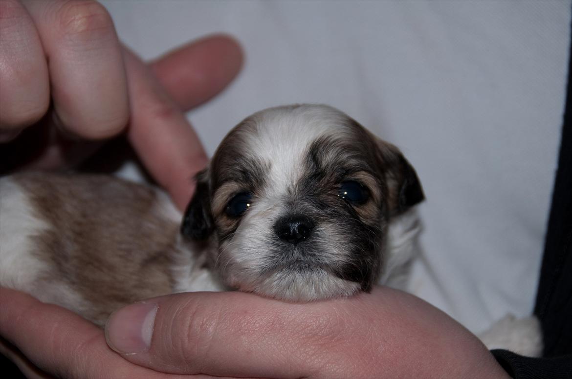 Blanding af racer Frodo - ca. 3 uger gammel billede 2