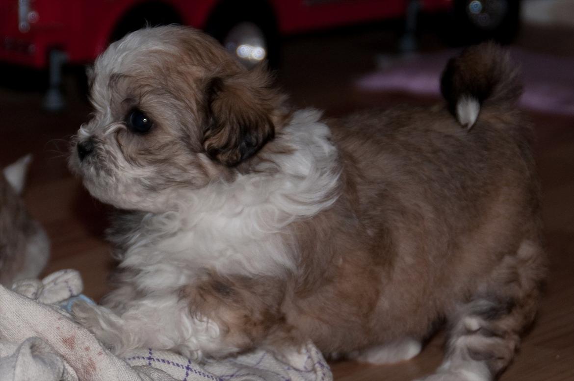 Blanding af racer Frodo - ca. 5 uger billede 6