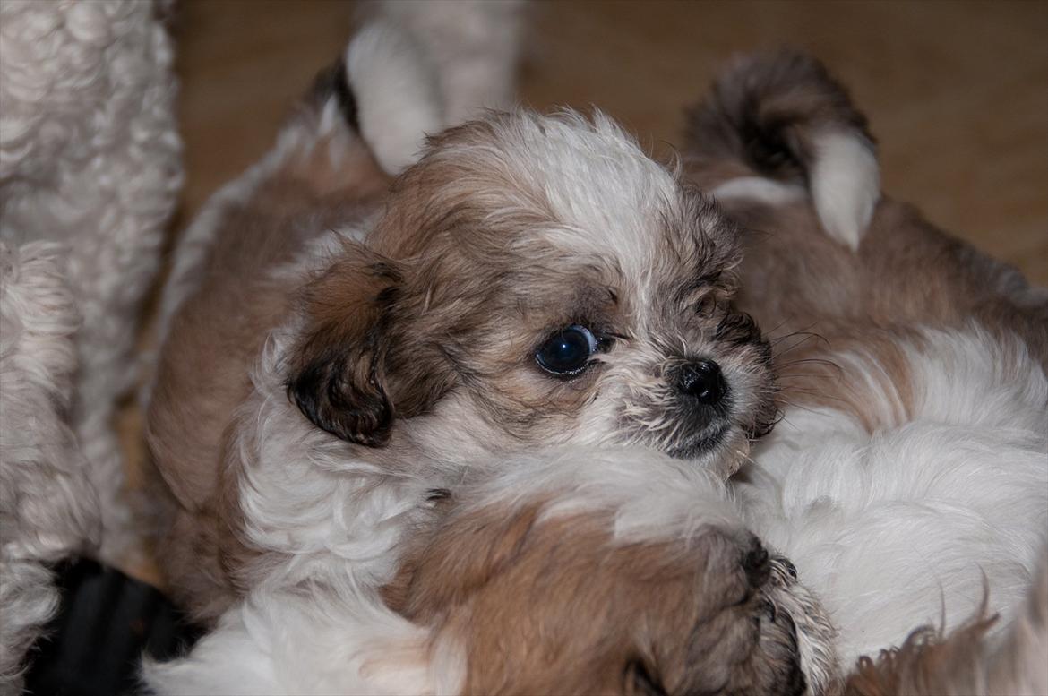 Blanding af racer Frodo - ca. 5 uger billede 3