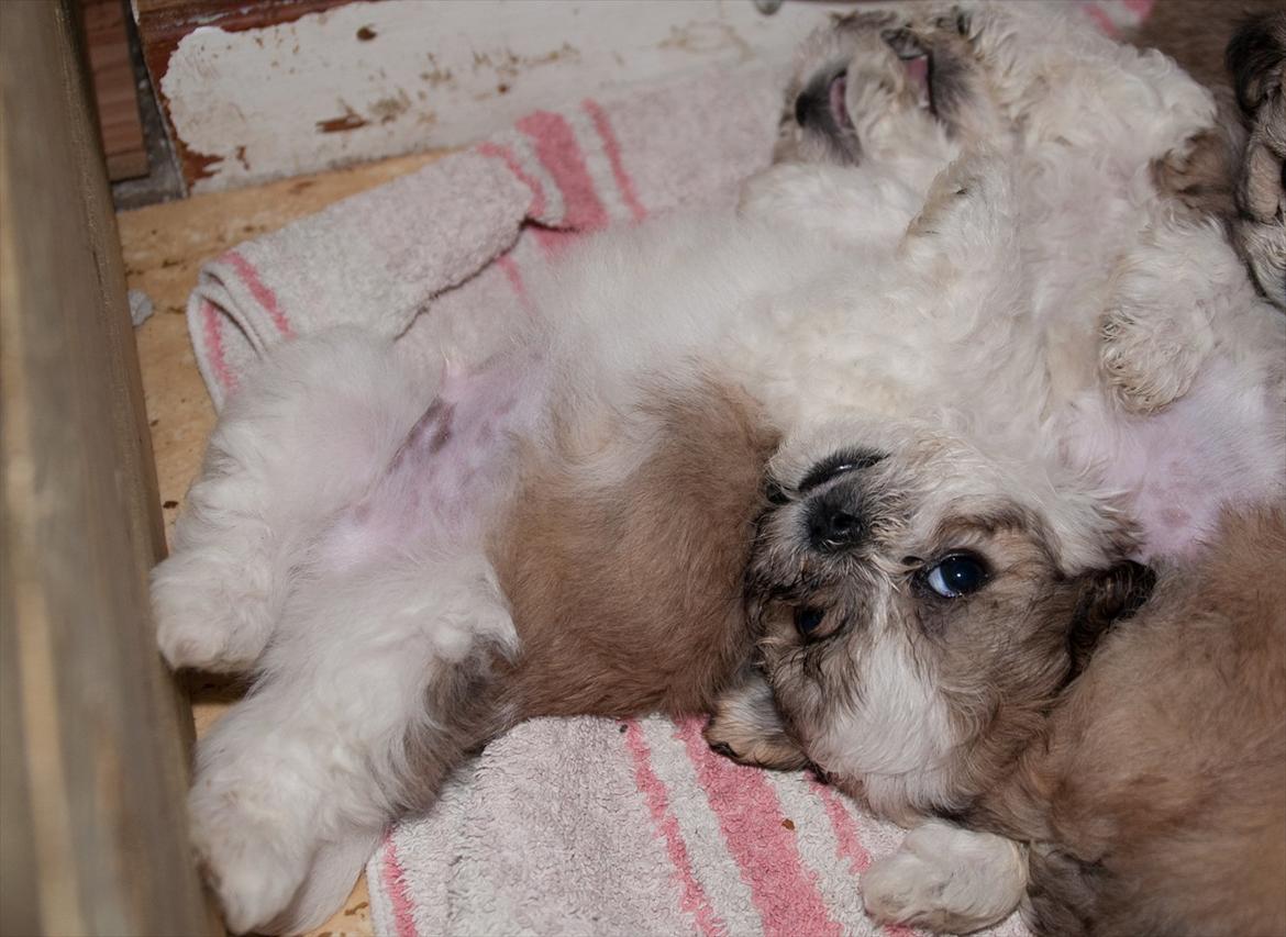 Blanding af racer Frodo - ca. 5 uger billede 5