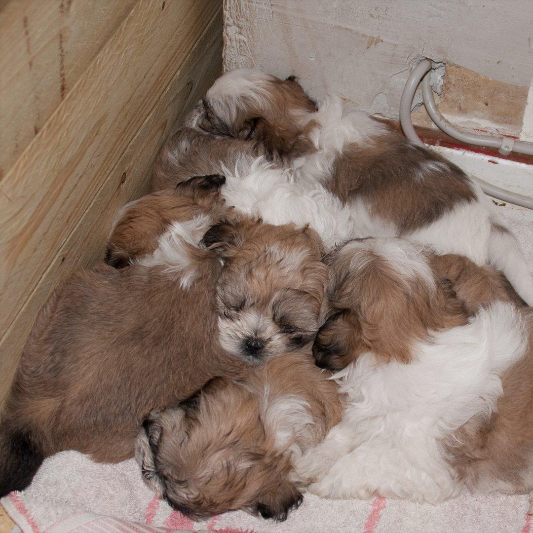 Blanding af racer Frodo - ca. 6 uger billede 4