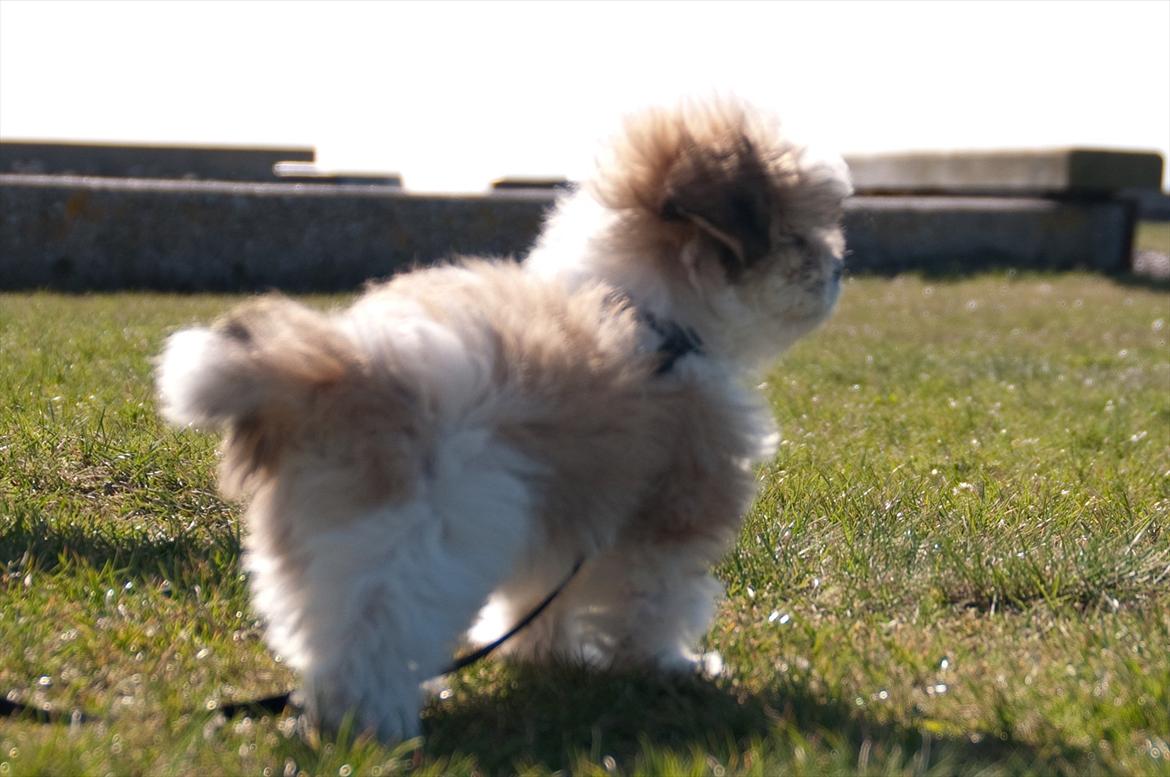 Blanding af racer Frodo - 10 uger og nuleveret ved langelandsfærgen billede 8