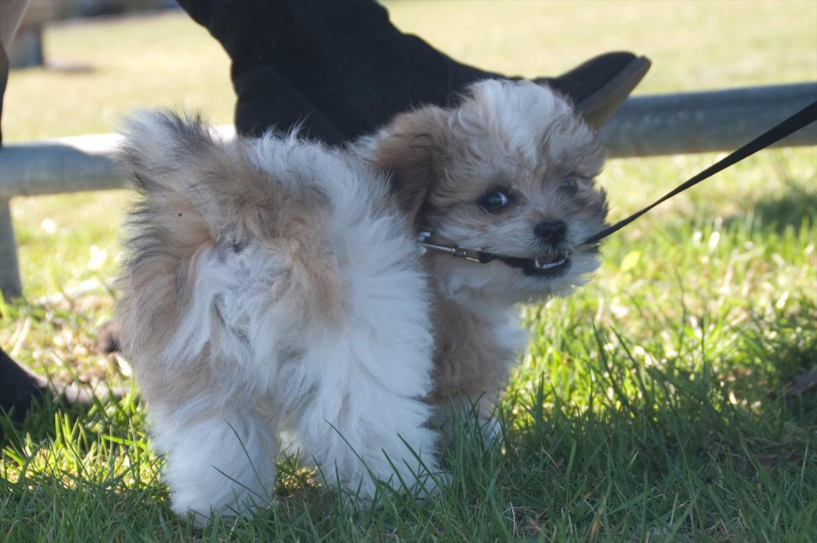 Blanding af racer Frodo - 10 uger og nuleveret ved langelandsfærgen billede 9