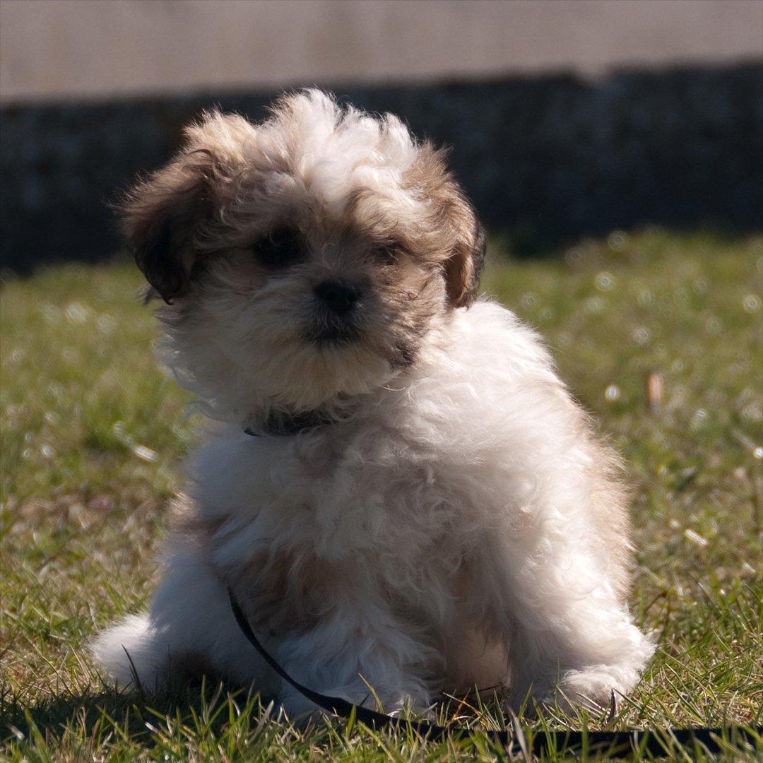 Blanding af racer Frodo - 10 uger og nuleveret ved langelandsfærgen billede 10