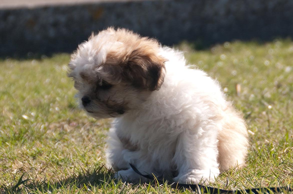 Blanding af racer Frodo - 10 uger og nuleveret ved langelandsfærgen billede 11