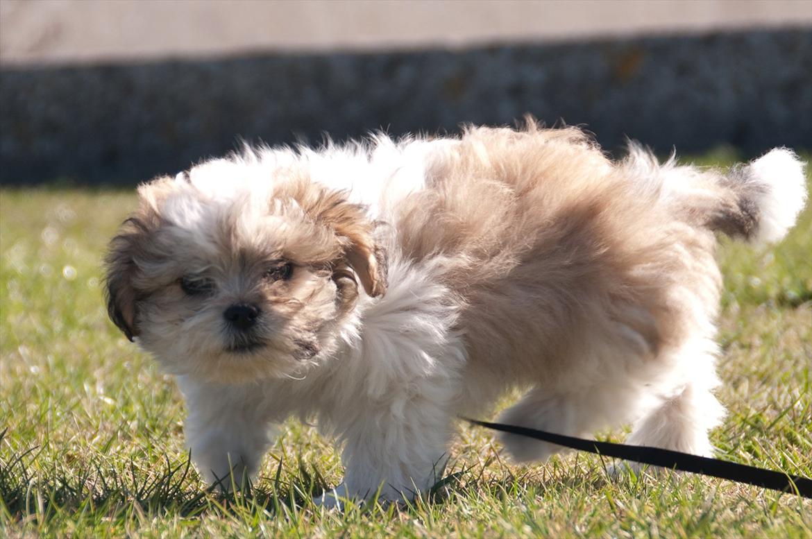 Blanding af racer Frodo billede 12