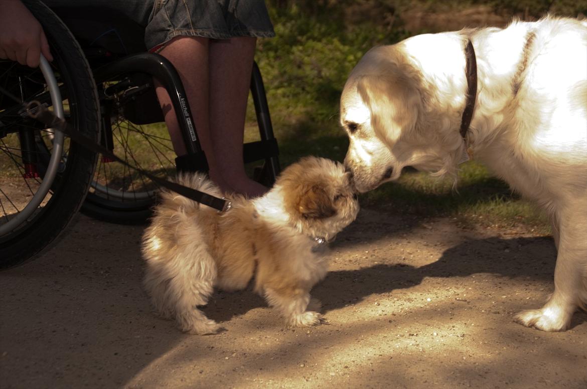 Blanding af racer Frodo - en tur ved skovsøen, mødes her med en stor hund billede 13