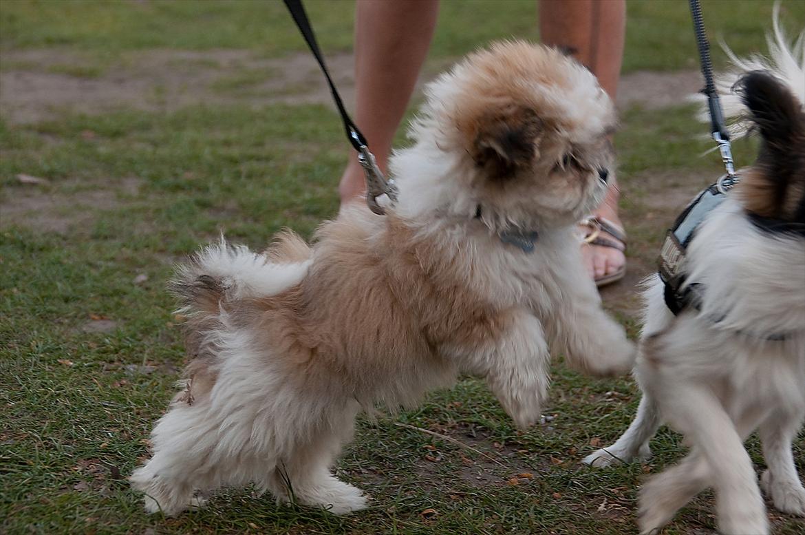 Blanding af racer Frodo billede 14