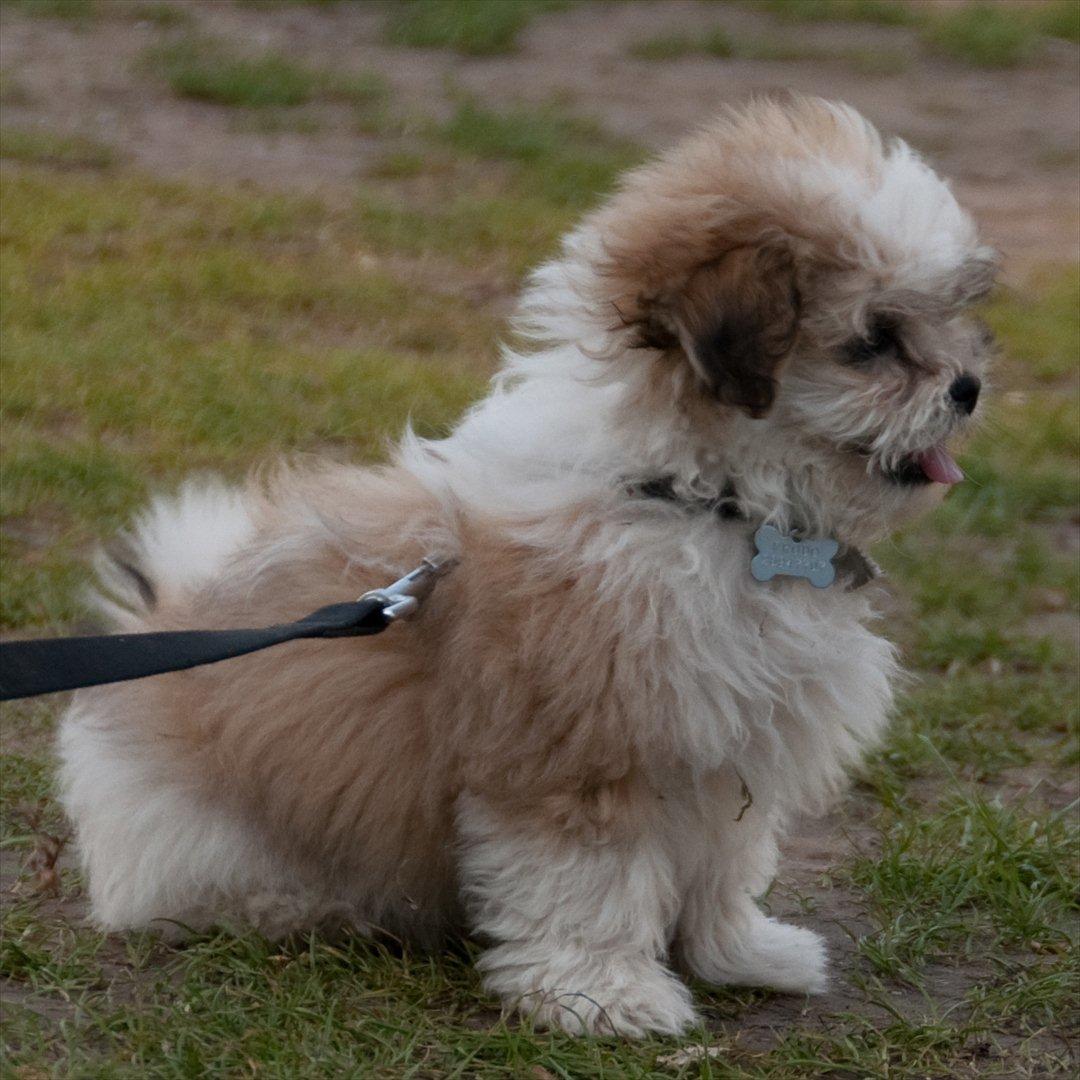 Blanding af racer Frodo billede 15