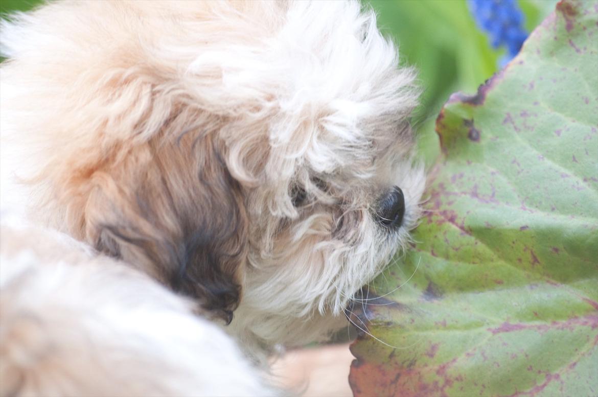 Blanding af racer Frodo - Frodo hjælper med havearbejdet. billede 16
