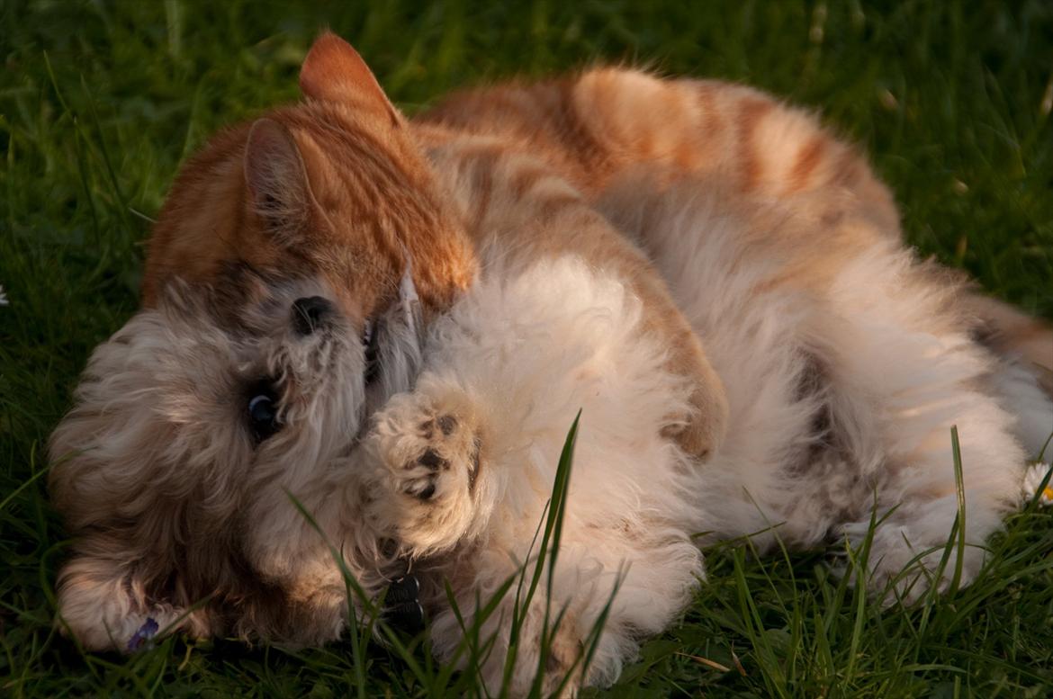 Blanding af racer Frodo - Frodo og Gimli, en af husets katte og Frodos bedste legekammerat. billede 17