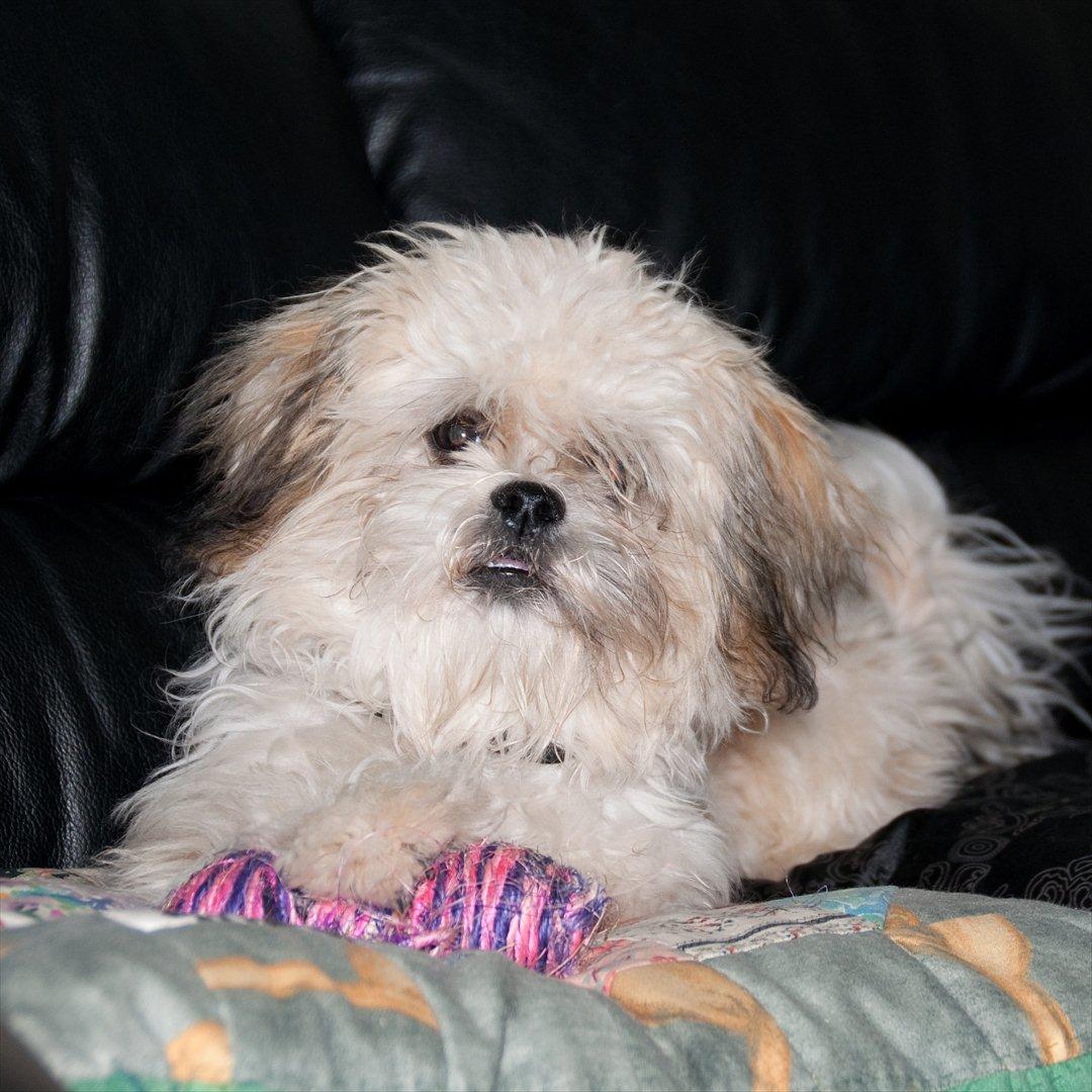 Blanding af racer Frodo - Frodo ca. 7 måneder billede 18