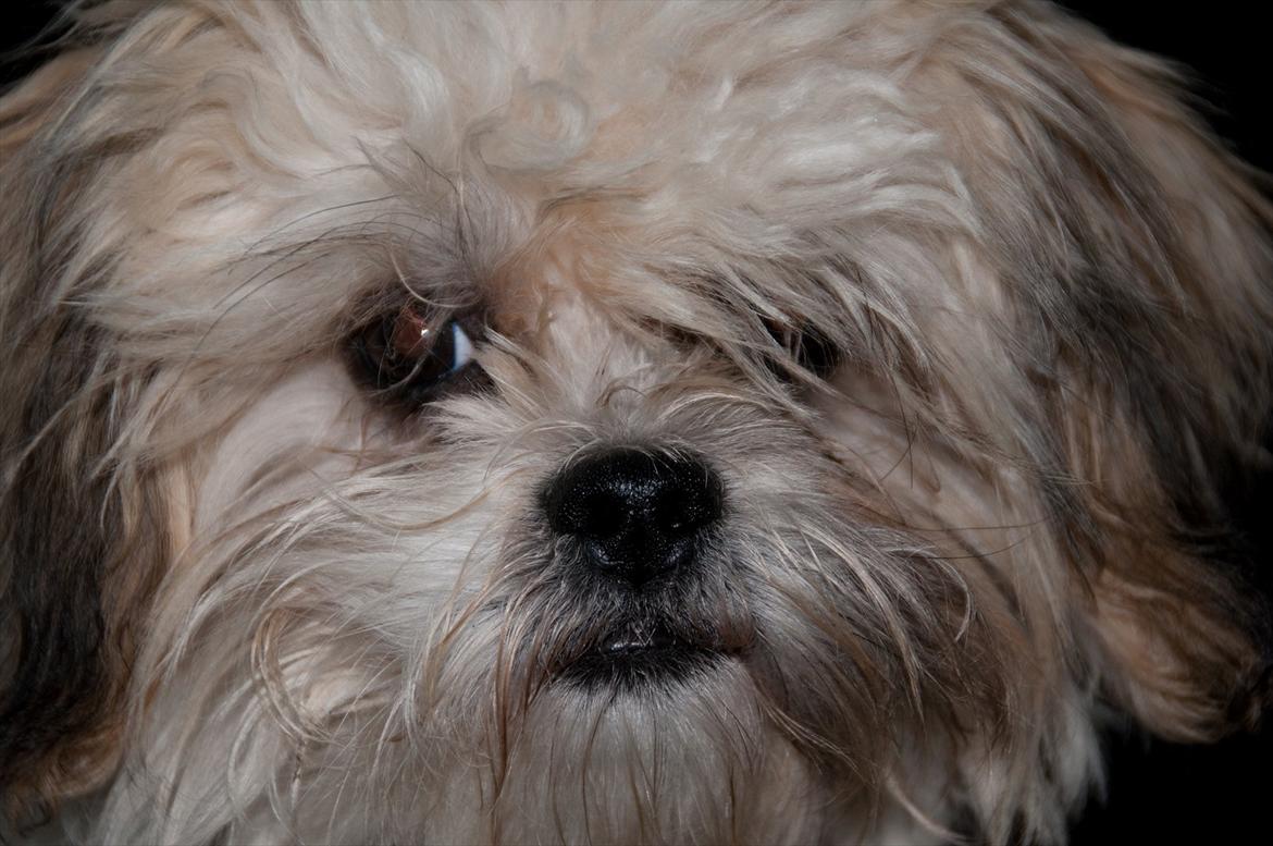 Blanding af racer Frodo - Frodo ca. 7 måneder billede 19