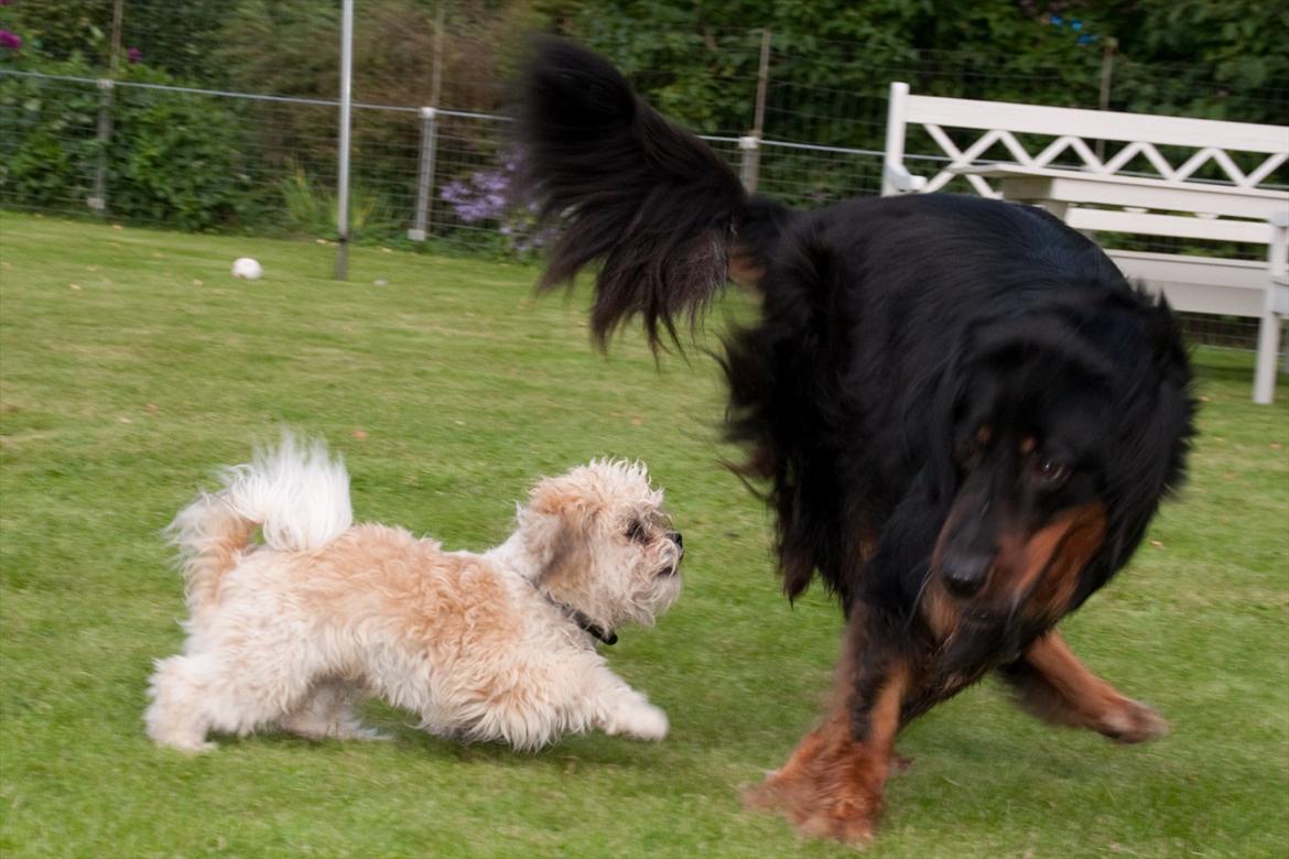 Blanding af racer Frodo - Frodo og en hundeven, Frodo er her 7 måneder billede 20
