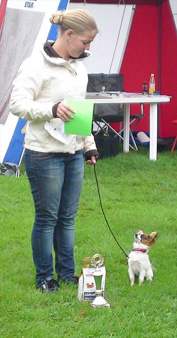 Papillon NA's Molly - 1. plads ved hendes første udstilling :) 27/8-2011 billede 6