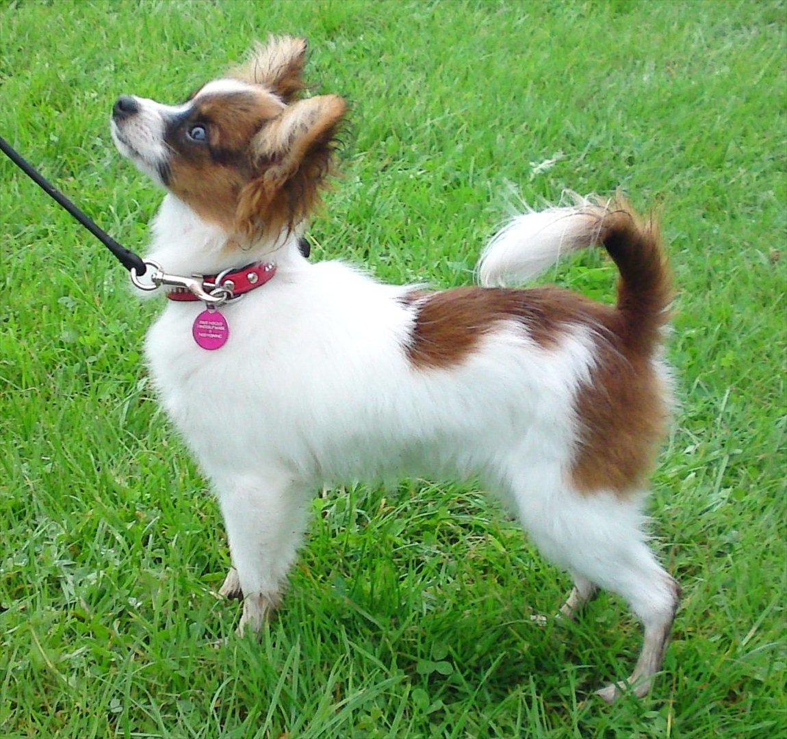 Papillon NA's Molly - Står så stolt :) 27/8-2011 billede 4