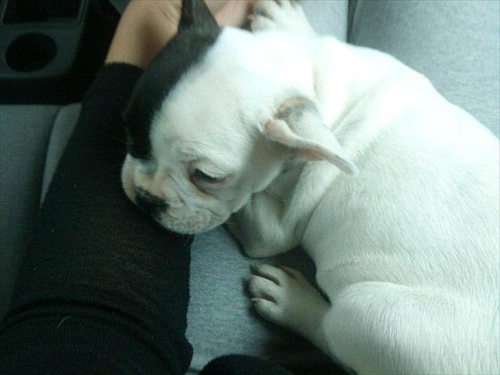 Fransk bulldog * Snuggi * - Da vi kørte hjem med hende i bilen. billede 8